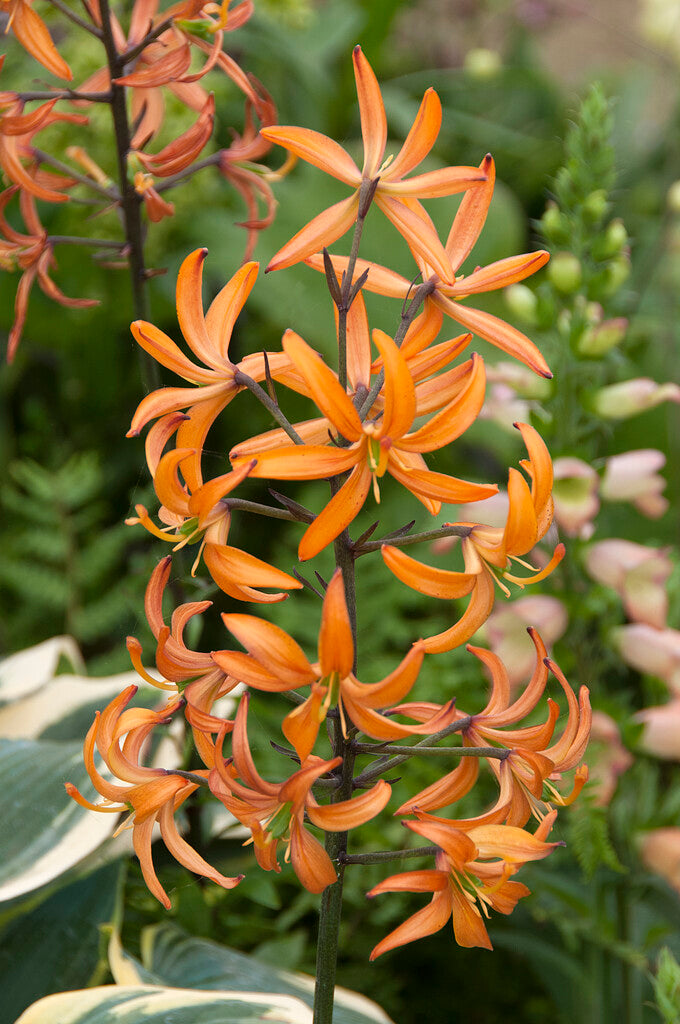 Liliom - Martagon Orange Marmalade - 16/18