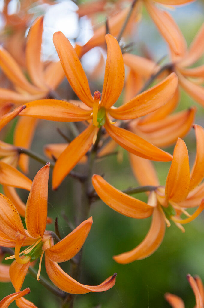 Liliom - Martagon Orange Marmalade - 16/18