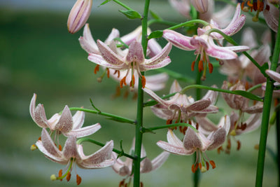 Liliom – Martagon Pink Morning – 16/18