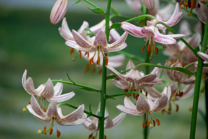 Liliom – Martagon Pink Morning – 16/18