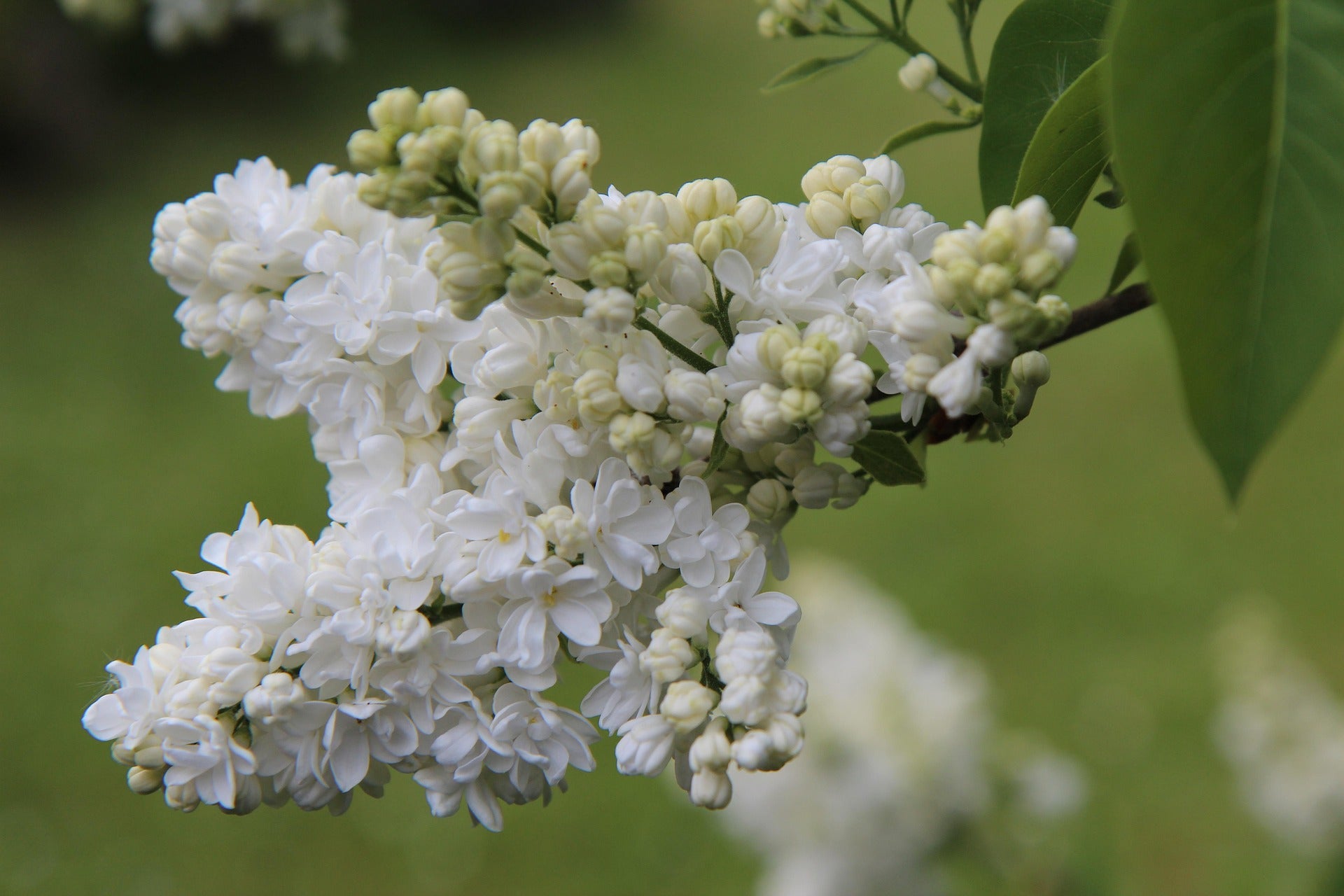 Orgona – Mme Lemoine – 5L
