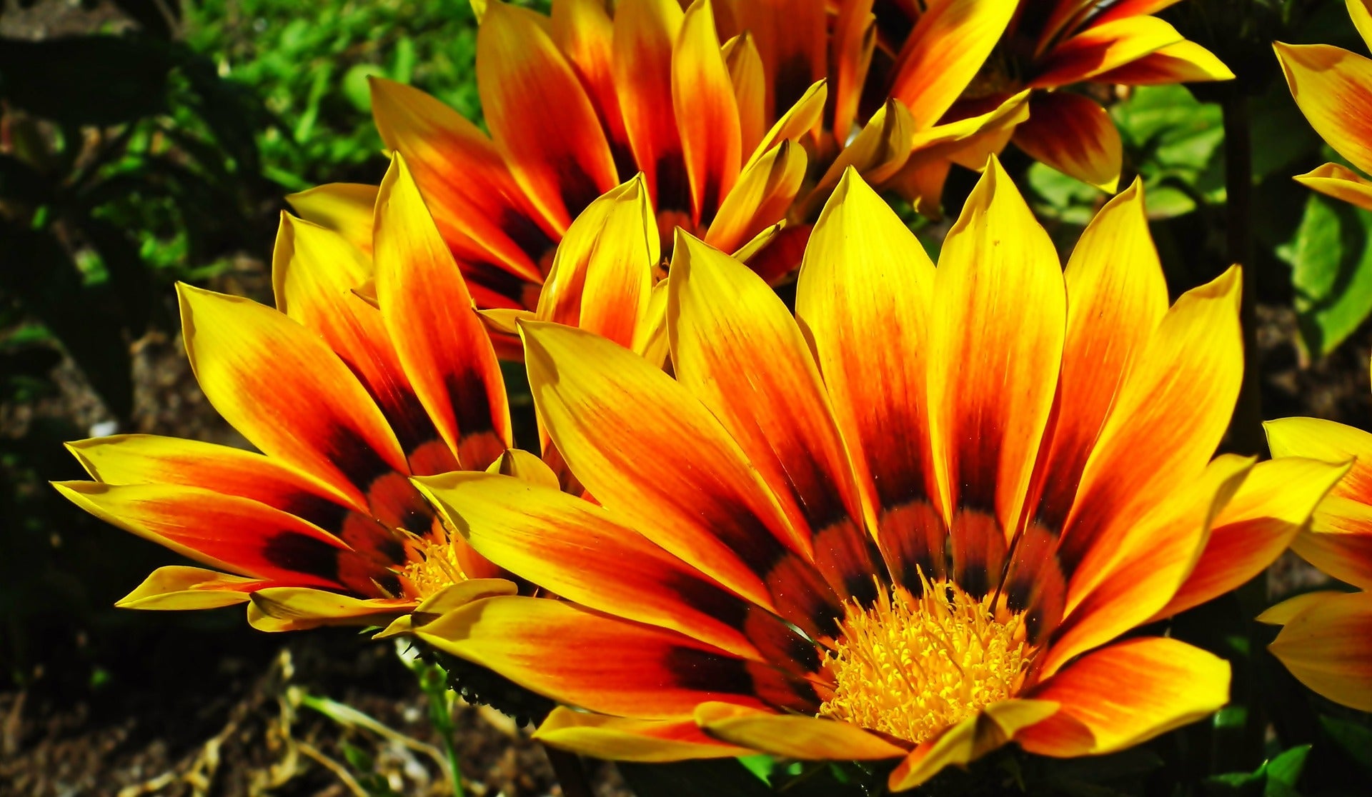 Záporvirág - Sunshine - 0,25g