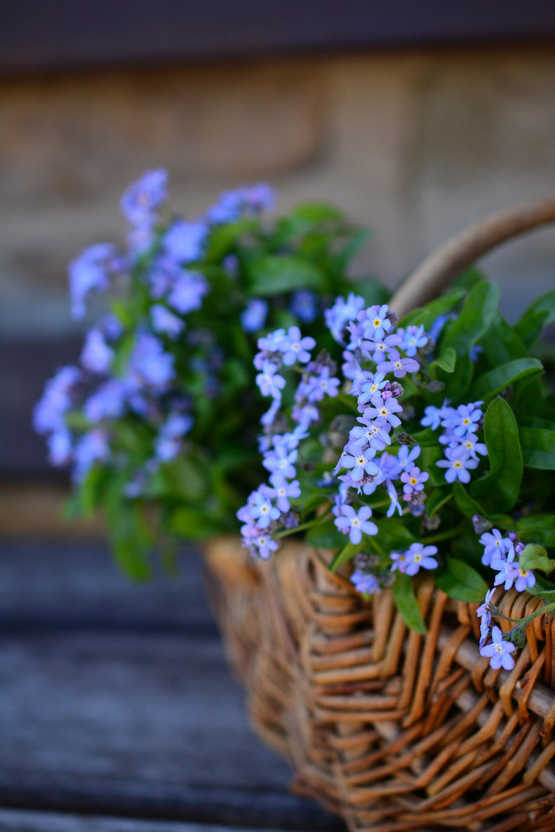Forget-me-not - Blue Ball - 0,3g