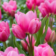 Tulipán Tövirágú – Happy Family – 12/+