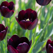 Tulipán Egyszerű Késői – Queen of Night – 12/+