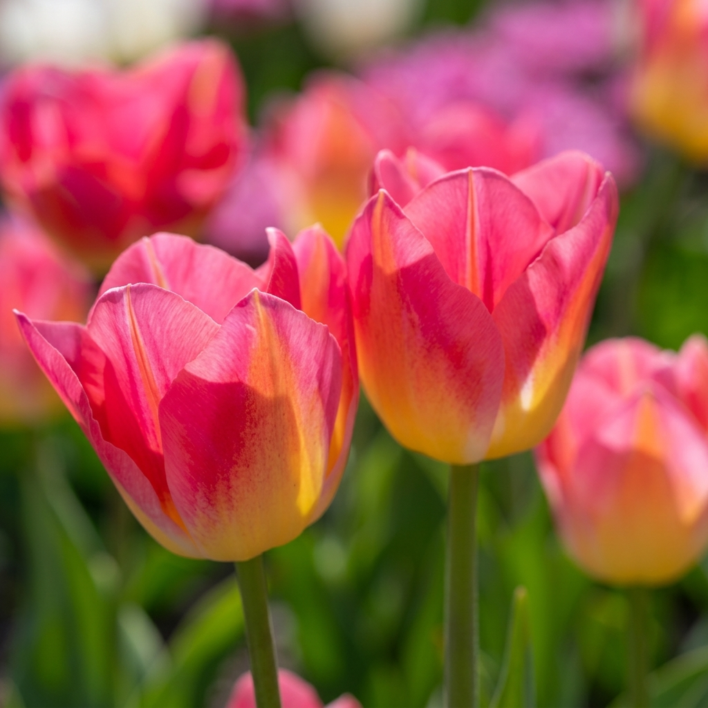 Tulip Triumph - Tom Pouce - 12/+