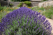 Levendula – Hidcote – 2L