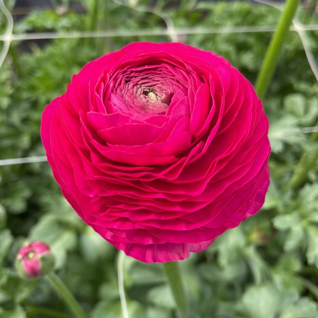 Boglárka Elegance – Hot Pink – 2/3
