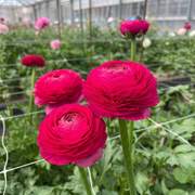 Boglárka Elegance – Hot Pink – 2/3