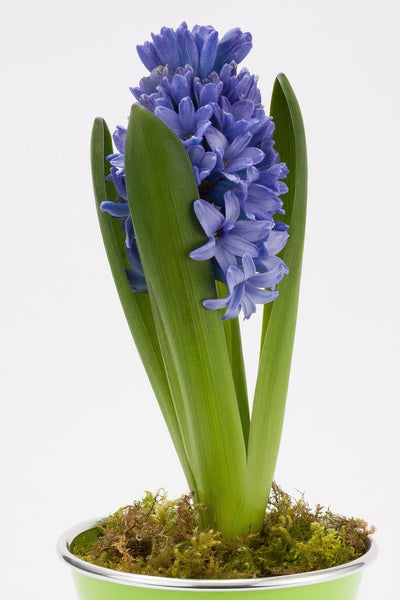 Jácint – Delft Blue – 18/19
