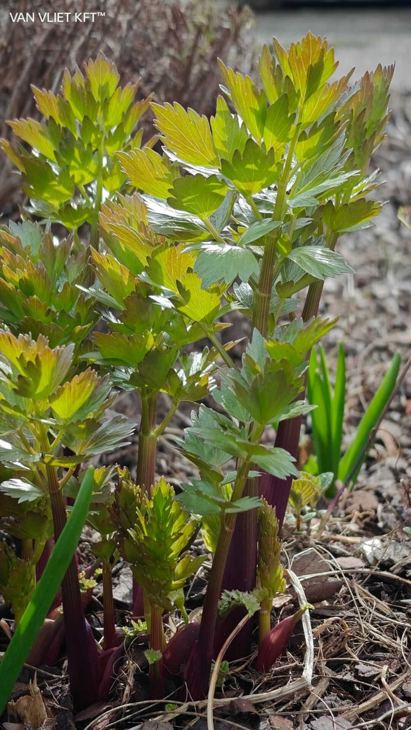 Lovage - 1,5g