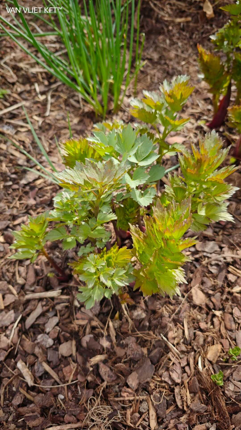 Lovage - 1,5g