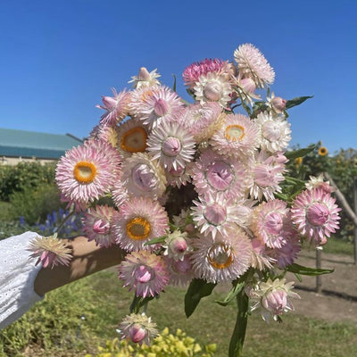 Helichrysum - Silvery Rose - 250 Seeds