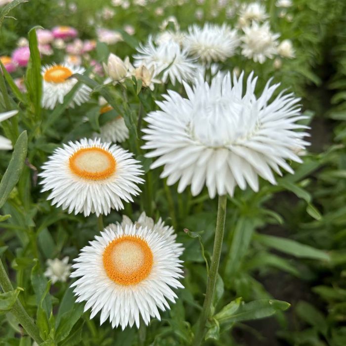 Helichrysum - Silvery White - 250 Seeds