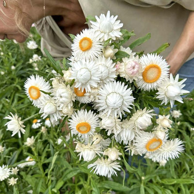 Helichrysum - Silvery White - 250 Seeds