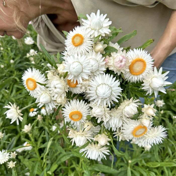 Helichrysum - Silvery White - 250 Seeds