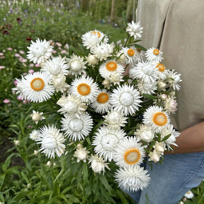 Helichrysum - Silvery White - 250 Seeds