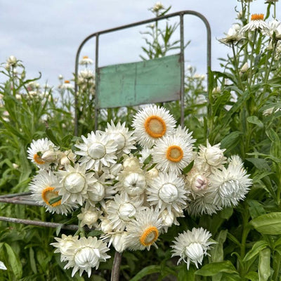 Helichrysum - Silvery White - 250 Seeds