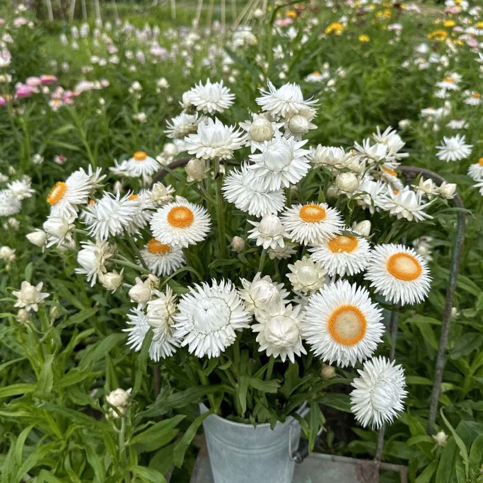 Helichrysum - Silvery White - 250 Seeds