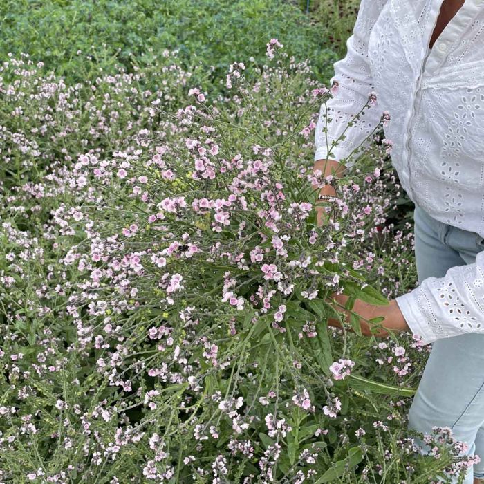 Forget-Me-Not - Mystery Rose - 100 Seeds