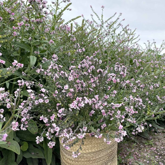 Forget-Me-Not - Mystery Rose - 100 Seeds