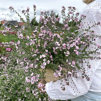 Forget-Me-Not - Mystery Rose - 100 Seeds