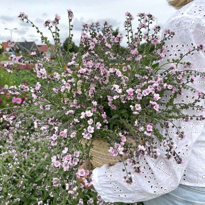 Forget-Me-Not - Mystery Rose - 100 Seeds
