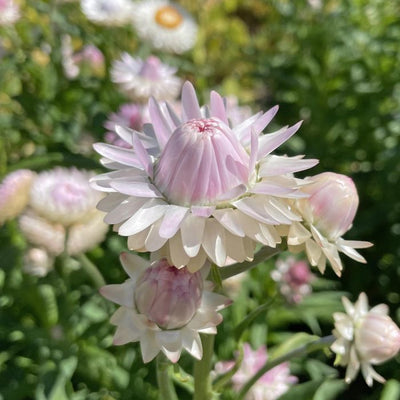 Helichrysum - Silvery Rose - 250 Seeds