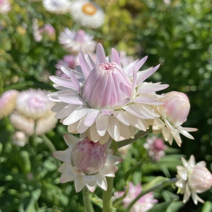 Helichrysum - Silvery Rose - 250 Seeds