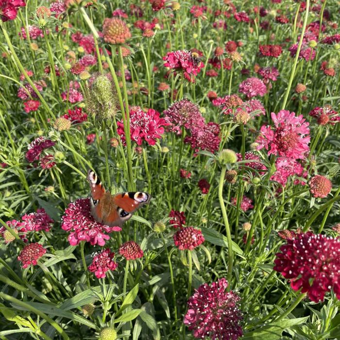 Scabiosa - Fire King - 100 Seeds