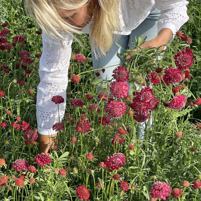 Scabiosa - Fire King - 100 Seeds