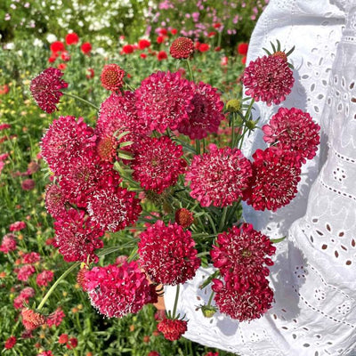 Scabiosa - Fire King - 100 Seeds