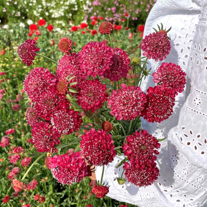 Scabiosa - Fire King - 100 Seeds