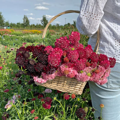 Scabiosa - Fire King - 100 Seeds