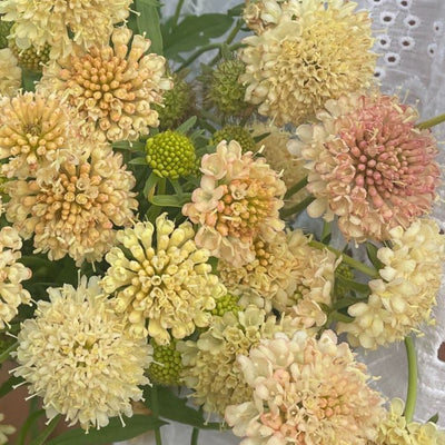 Scabiosa - Fata Morgana - 100 Seeds