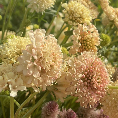 Scabiosa - Fata Morgana - 100 Seeds