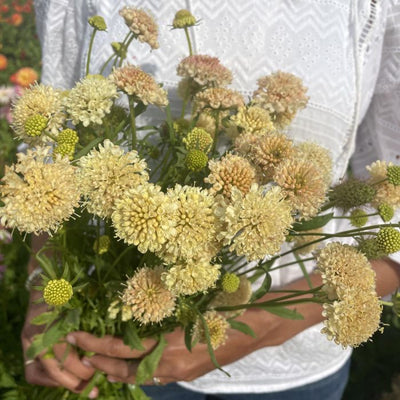 Scabiosa - Fata Morgana - 100 Seeds