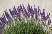 Levendula – Intermedia Dutch – 2L