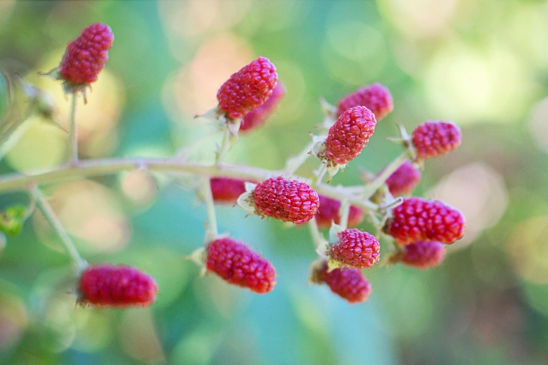 Tayberry – 2L