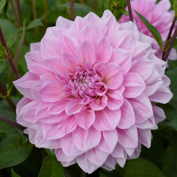 Dahlia - Lavender Perfection - 1 pce