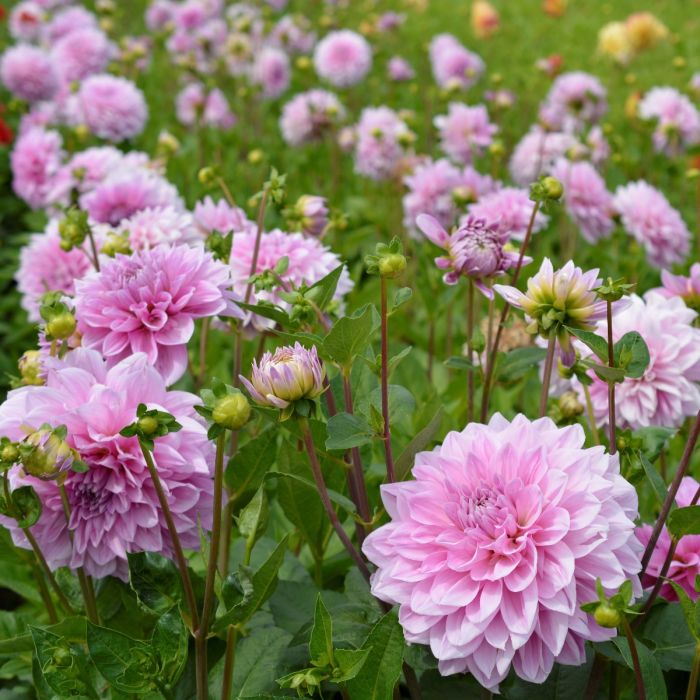 Dahlia - Lavender Perfection - 1 pce