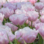 Tulip Double Late - Mariage - 12/+