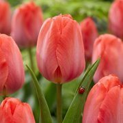 Tulipán Darwin Hibrid - Orange van Eijk - 12/+