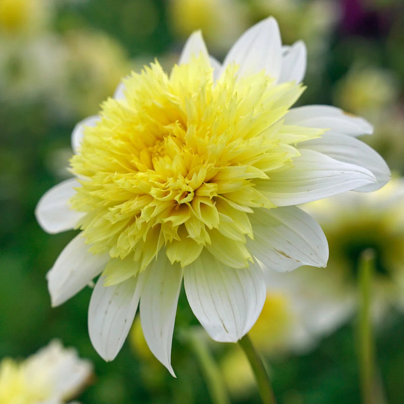 Dahlia - Freya&