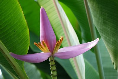 Small Garden - Pink Banana - 10-15 Seeds