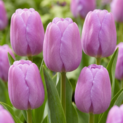 Tulip Darwin Hybride - Purple Pride - 12/+