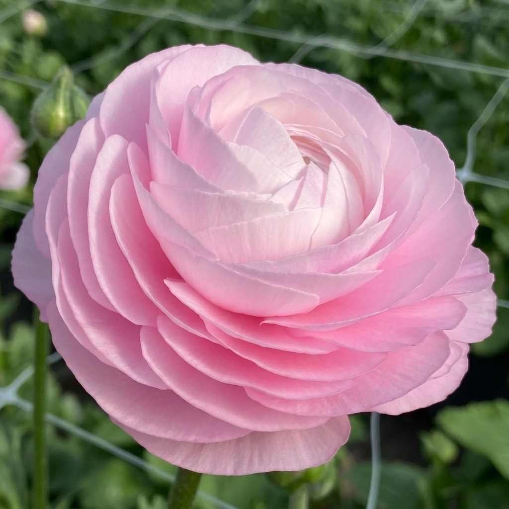 Boglárka – Rosa Chiaro 87P – 2/3