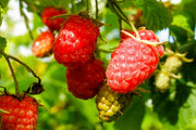 Tayberry – 2L