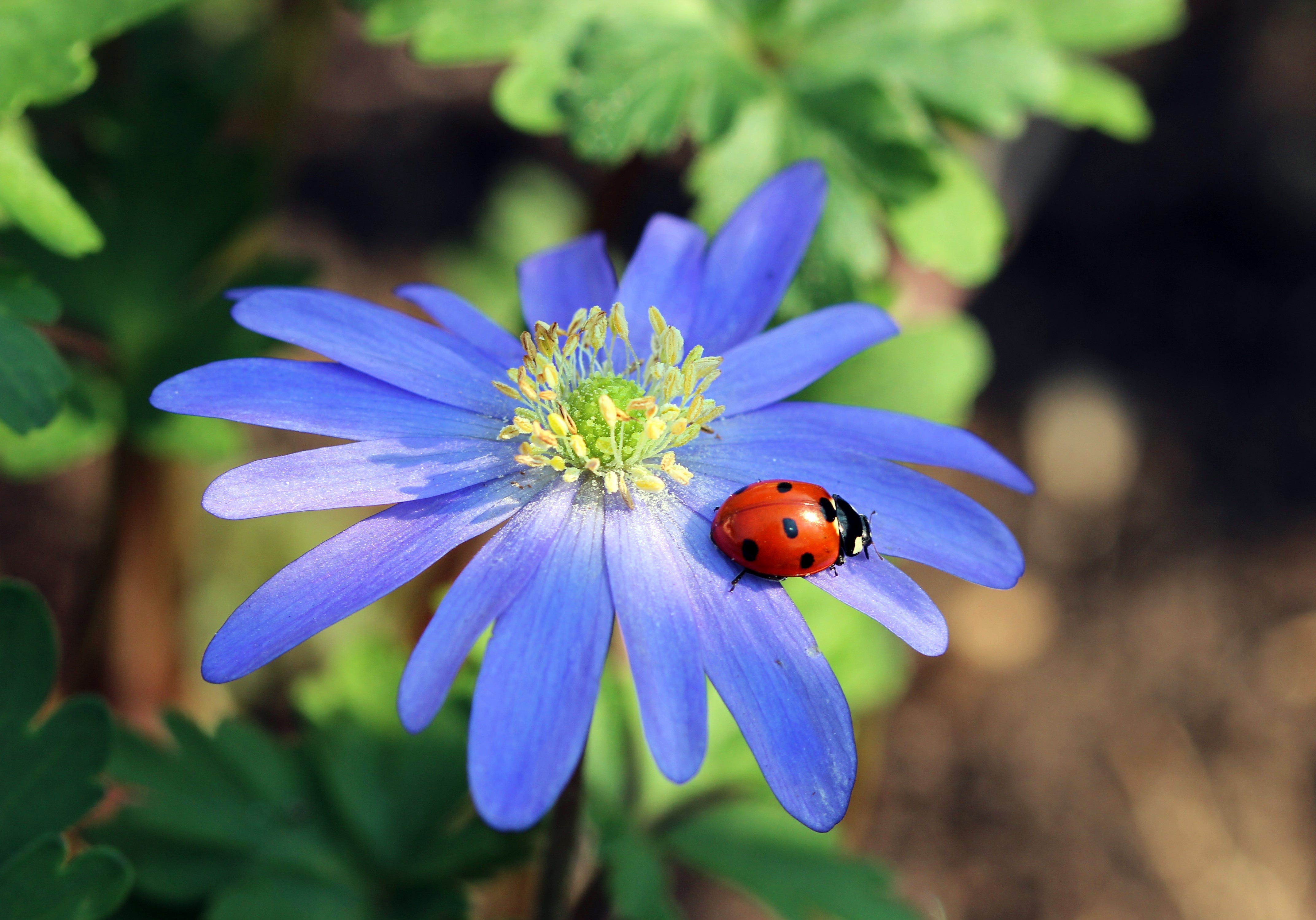 Anemone - Blanda - +5/6