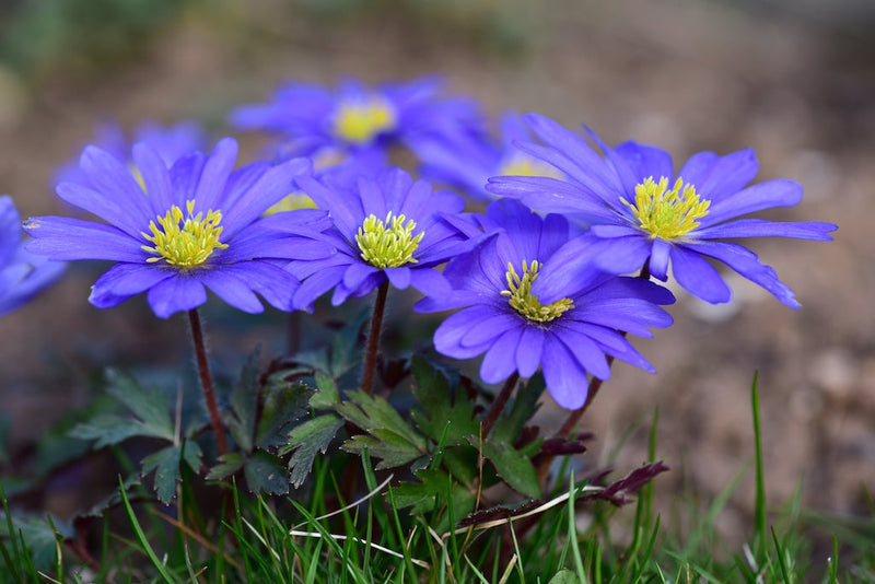 Anemone Blanda - +5/6
